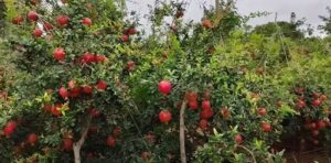 anar ki kheti