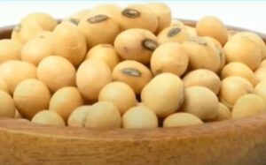 soybean ki kheti