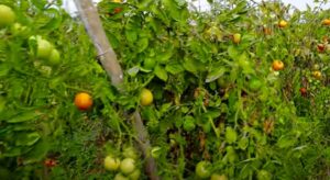 tamatar ka paudha