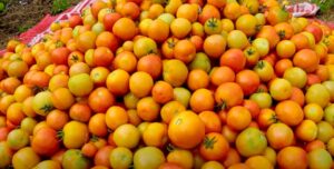 tamatar ki kheti