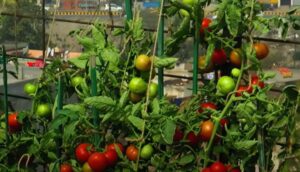 Tamatar ki kheti