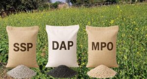 Sarso ki fasal men khad urvarak