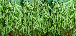Soybean ki kheti
