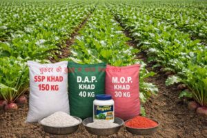 Chukandar ki buvai ke samay vesal doj