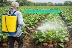 Chukandar ki fasal men kitnashak spre