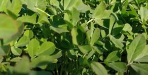 Methi ki kheti