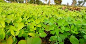 Methi ki kheti