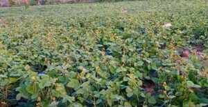 Mung ki kheti