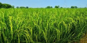 1 ekad men kitna dhan nikalta hai