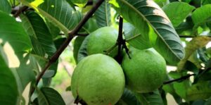 Amrud ka paudha kitne din men fal deta hai 
