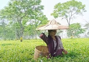 Chai ki kheti
