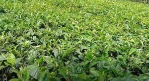 Chai ki khet