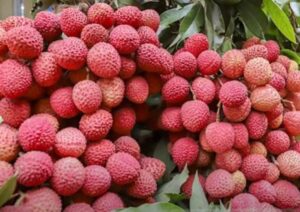 Litchi ki kheti