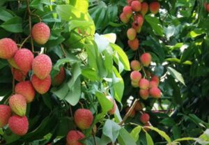 Litchi ka fal 