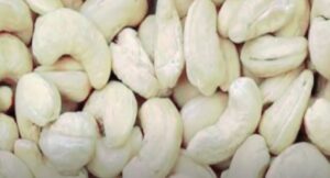 kaju ki kheti kha kha ki jati hai 