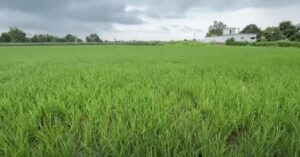 Dhan ki fasal ki kallon ki sankhya