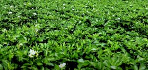 Aalu ki kheti se karen achhi paidawar