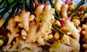 Adrak ki kheti se hogi bampar paidawar