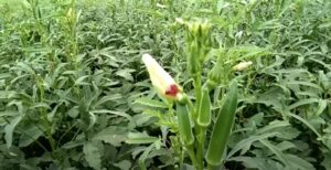 Bhindi ke fasal men kiton ka prakop