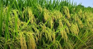 Dhan ki baliyon men badh rahe kiton ka prakop