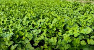 Dhaniya ghar par kaise ugayen 