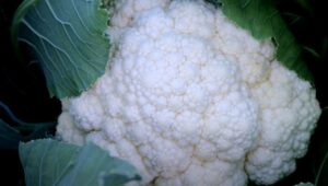 Gamle men phool gobhi ugayen