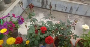 Ghar par gamle men lgayen gulab ka kating