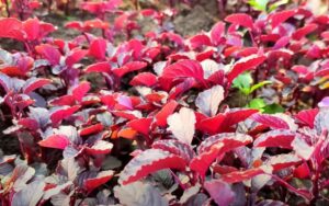 Khet men ugayen lal sag