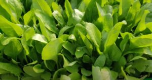 Organic palak farming