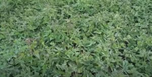 Shakarkand ki kheti kaise karen