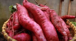  karen shakarkand ki kheti kam lagad men jyada munafa