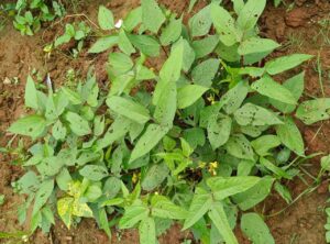 Udad ki fasal me kiton ki roktham