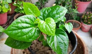 kam jagah men pan ugana