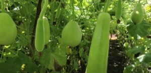 Apne ghar ki badi ko banaye 