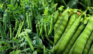  matar ki kheti karen