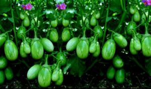 Baigan ki kheti se karen achhi kamai