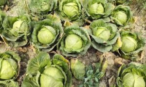 Ganth gobhi ki kheti se karen achhi kamai