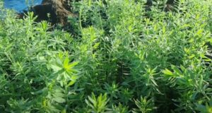 Kam lagat men jyada munafa karen alsi ki kheti