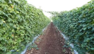 Karele ki kheti se kamayen lakhon