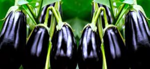 Karen baigan ki kheti