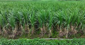 ganne ki buvai kis mahine karni chahiye