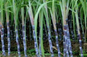 kaise karen ganne ki kheti