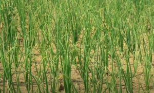 Pyaj ki kheti kaise karen