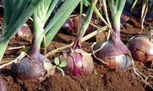 Pyaj ugane ka sabse achha mahina kaun sa hai