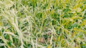 gehu ki fasal men pila pan hai to kya karen