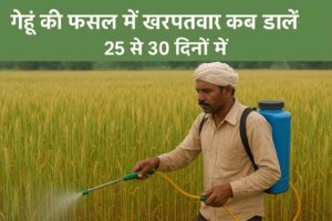 Gehu men kharpatwar dava kab dalen