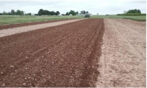 Garmi men bhindi lagane ke liye khet